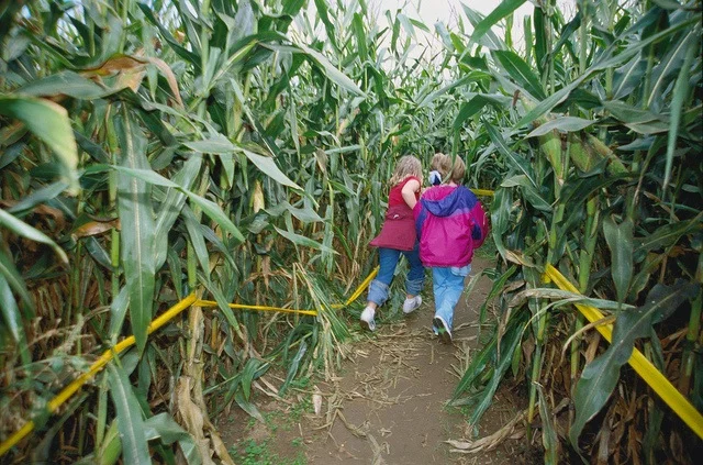 Historic O’Keefe Ranch Corn Maze